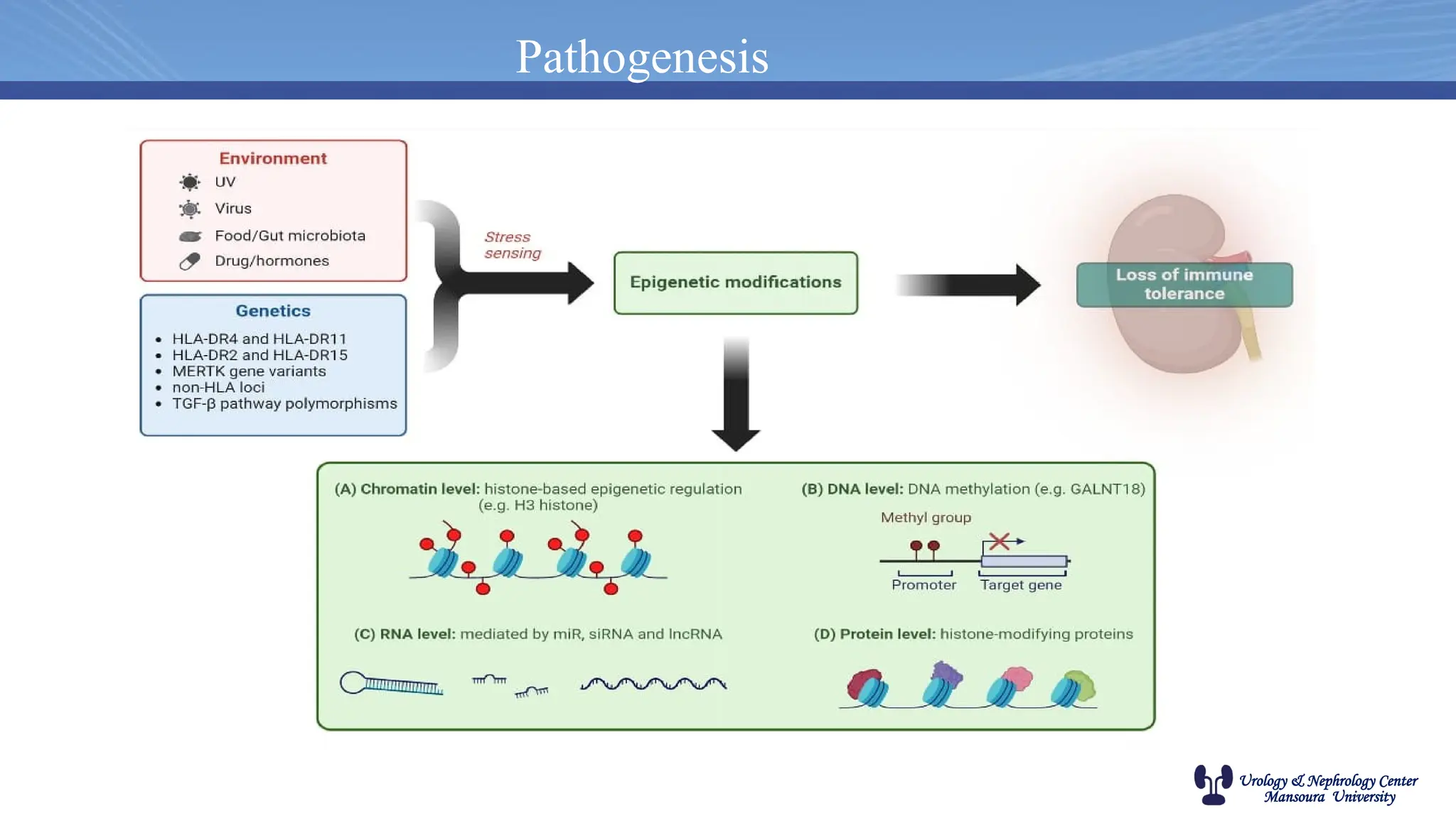Urology & Nephrology Center
Mansoura University
Pathogenesis
 