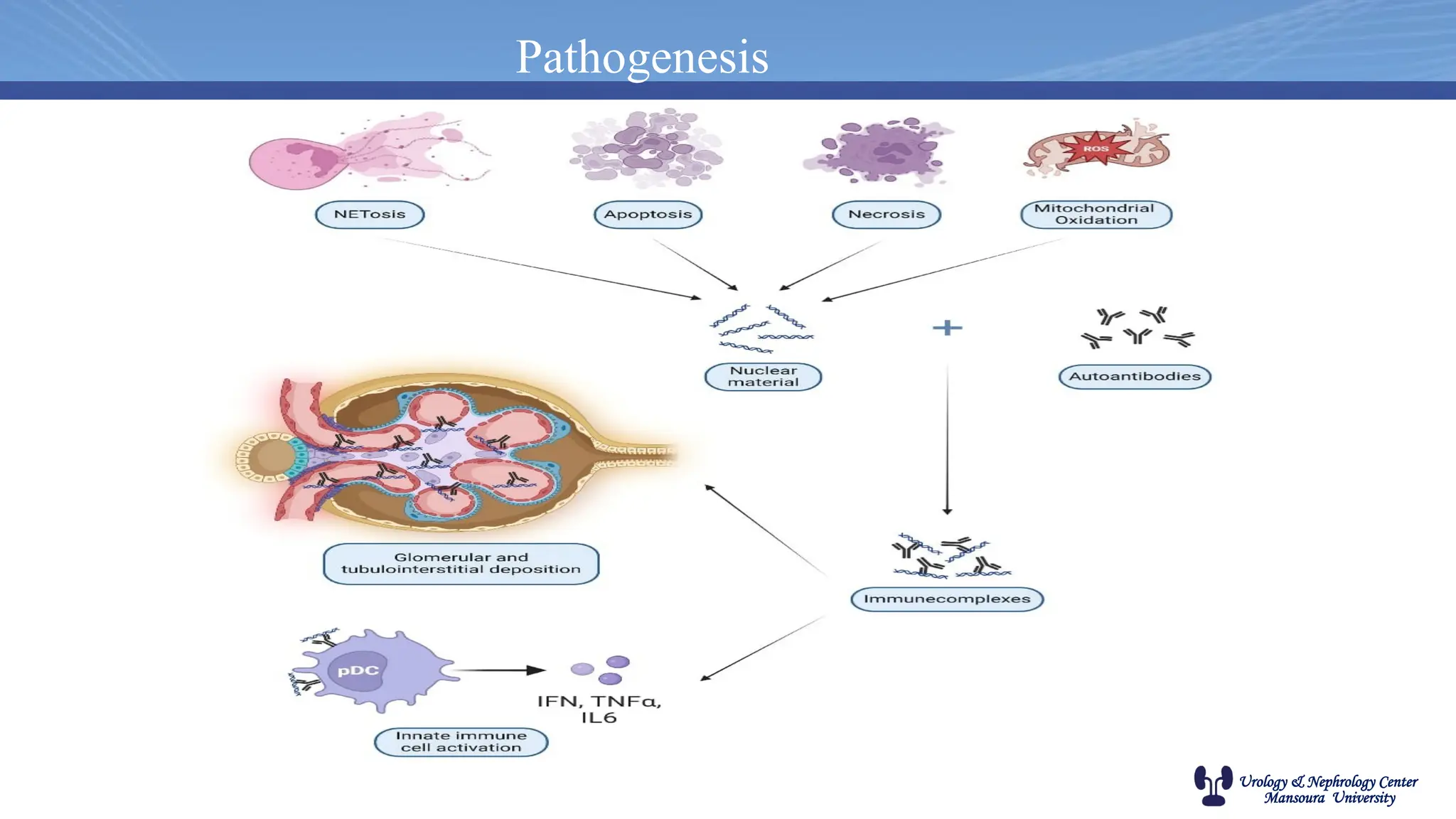 Urology & Nephrology Center
Mansoura University
Pathogenesis
 