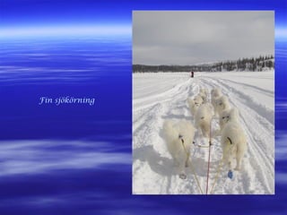 Fin sjökörning
 