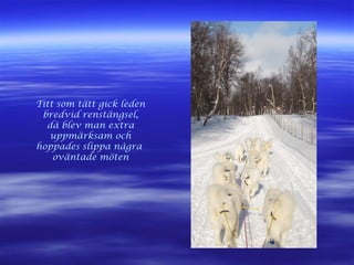 Titt som tätt gick leden
bredvid renstängsel,
då blev man extra
uppmärksam och
hoppades slippa några
oväntade möten
 