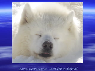 Sooova, sooova sooova – Sarek helt avslappnad
 