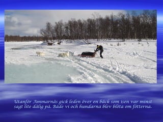 Utanför Ammarnäs gick leden över en bäck som isen var minst
sagt lite dålig på. Både vi och hundarna blev blöta om fötterna.
 
