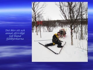 Det blev ett och
annat ofrivillgt
fall bland
fjällbjörkarna
 