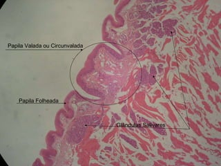 Papila Valada ou Circunvalada Glândulas Salivares Papila Folheada