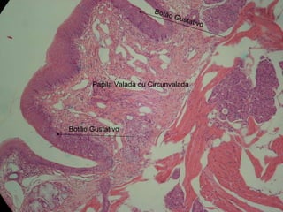 Papila Valada ou Circunvalada Botão Gustativo Botão Gustativo