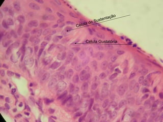 Célula de Sustentação Célula Gustatória