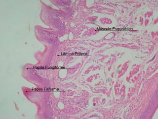 Papila Fungiforme Papila Filiforme Músculo Esquelético Lâmina Própria 