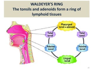 WALDEYER’S RING
The tonsils and adenoids form a ring of
lymphoid tissues
23
 