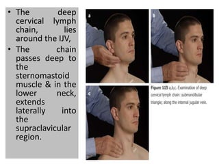 • The deep
cervical lymph
chain, lies
around the IJV,
• The chain
passes deep to
the
sternomastoid
muscle & in the
lower neck,
extends
laterally into
the
supraclavicular
region.
64
 