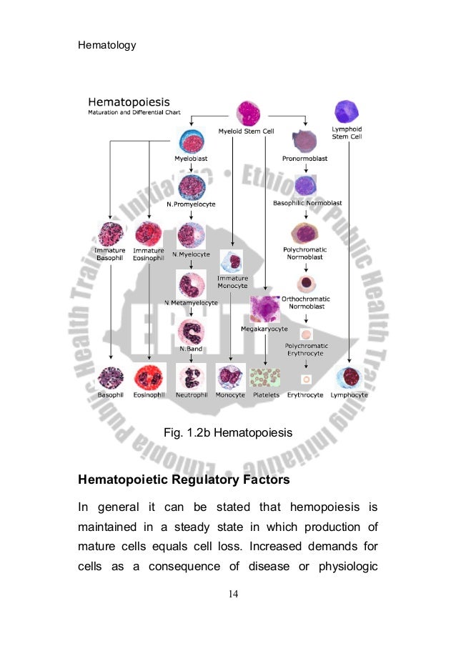 Ln hematology mlt_final