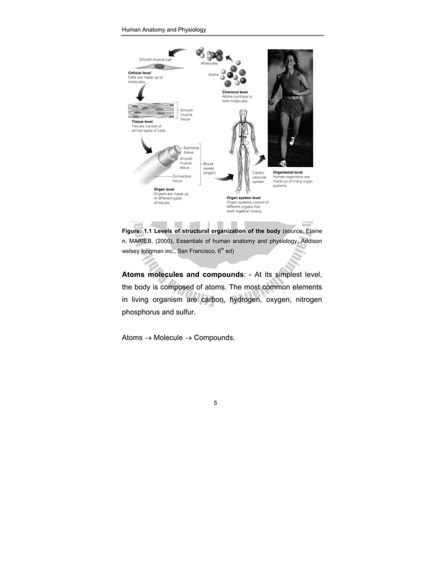 Human Anatomy and physiology Lecture pdf | PDF | Endocrine and ...