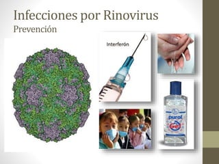 Infecciones por Rinovirus
Prevención
Interferón
 