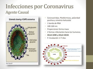 Infecciones por Coronavirus
Agente Causal
• Coronaviridae, Pleoformicos, polaridad
positiva y simetría helicoidal
• 1 banda de RNA
• 100-160 nm
• Proyecciones forma maza
• 2 formas infectantes hacia los humanos
• HCoV-229E y HCoV-OC43
• P. Incubación: 2-7 días
 