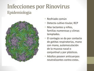 Infecciones por Rinovirus
Epidemiologia
• Resfriado común
• Detecta cultivo tisular, RCP
• Mas lactantes y niños,
familias numerosas y climas
templados.
• El contagio se da por contacto
de gotitas respiratorias, mano
con mano, autoinoculación
de la mucosa nasal o
conjuntival y por plásticos.
• Adultos poseen anticuerpos
neutralizantes contra estos.
 