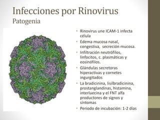 Infecciones por Rinovirus
Patogenia
• Rinovirus une ICAM-1 infecta
célula
• Edema mucosa nasal,
congestiva, secreción mucosa.
• Infiltración neutrófilos,
linfocitos, c. plasmáticas y
eosinófilos.
• Glándulas secretoras
hiperactivas y cornetes
ingurgitados
• La bradicinina, lisilbradicinina,
prostanglandinas, histamina,
interluecina y el FNT alfa
productores de signos y
síntomas
• Periodo de incubación: 1-2 días
 