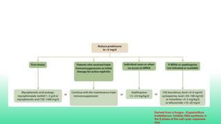 Derived from a fungus - Eupenicillium
brefeldianum -inhibits DNA synthesis in
the S phase of the cell cycle.-Japanese
data
 
