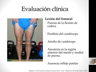 Evaluación clínica
                       Lesión del femoral
                       • Paresia de la flexión de
           ...