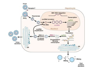 Thabut  reinfection du2015
