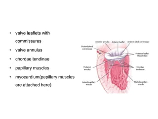 • valve leaflets with
commissures
• valve annulus
• chordae tendinae
• papillary muscles
• myocardium(papillary muscles
are attached here)
 