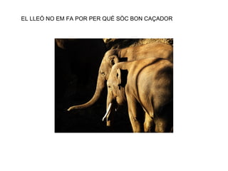 EL LLEÓ NO EM FA POR PER QUÉ SÒC BON CAÇADOR 