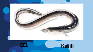 EEL Kasili
 