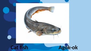 Cat fish Agok-ok
 