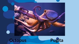 Octopus Pugita
 