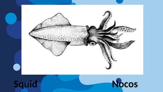 Squid Nocos
 