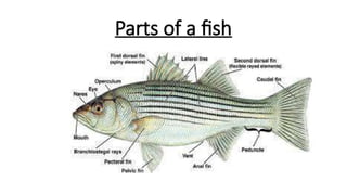 Parts of a fish
 