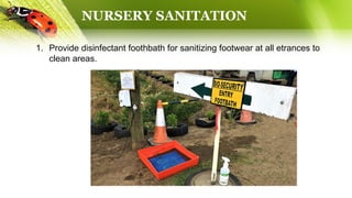 NURSERY SANITATION
1. Provide disinfectant foothbath for sanitizing footwear at all etrances to
clean areas.
 