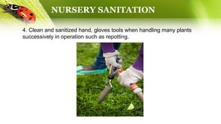 NURSERY SANITATION
4. Clean and sanitized hand, gloves tools when handling many plants
successively in operation such as repotting.
 