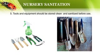 NURSERY SANITATION
5. Tools and equipment should be stored clean and sanitized before use.
 