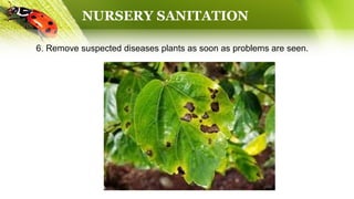 NURSERY SANITATION
6. Remove suspected diseases plants as soon as problems are seen.
 