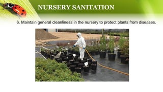 NURSERY SANITATION
6. Maintain general cleanliness in the nursery to protect plants from diseases.
 