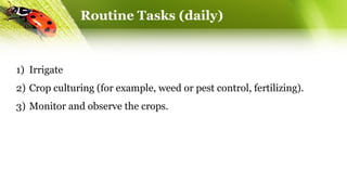 Routine Tasks (daily)
1) Irrigate
2) Crop culturing (for example, weed or pest control, fertilizing).
3) Monitor and observe the crops.
 