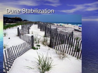 Dune StabilizationDune Stabilization
 