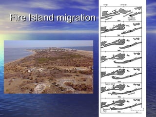 Fire Island migrationFire Island migration
 