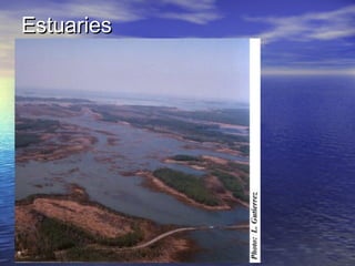 EstuariesEstuaries
 