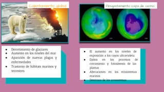 ● Derretimiento de glaciares.
● Aumento en los niveles del mar.
● Aparición de nuevas plagas y
enfermedades
● Trastorno de hábitats marinos y
terrestres.
● El aumento en los niveles de
exposición a los rayos ultravioleta.
● Daños en los procesos de
crecimiento y fotosíntesis de las
plantas
● Alteraciones en los ecosistemas
marinos
● Deterioro de los ecosistemas
Calentamiento global Desgastamiento capa de ozono
 