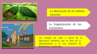 La destrucción de los hábitats
naturales
La fragmentación de los
ecosistemas
Los campos sin vida, a causa de la
agricultura industrial que se basa en la
especialización y el uso intensivo de
fertilizantes y pesticidas.
 