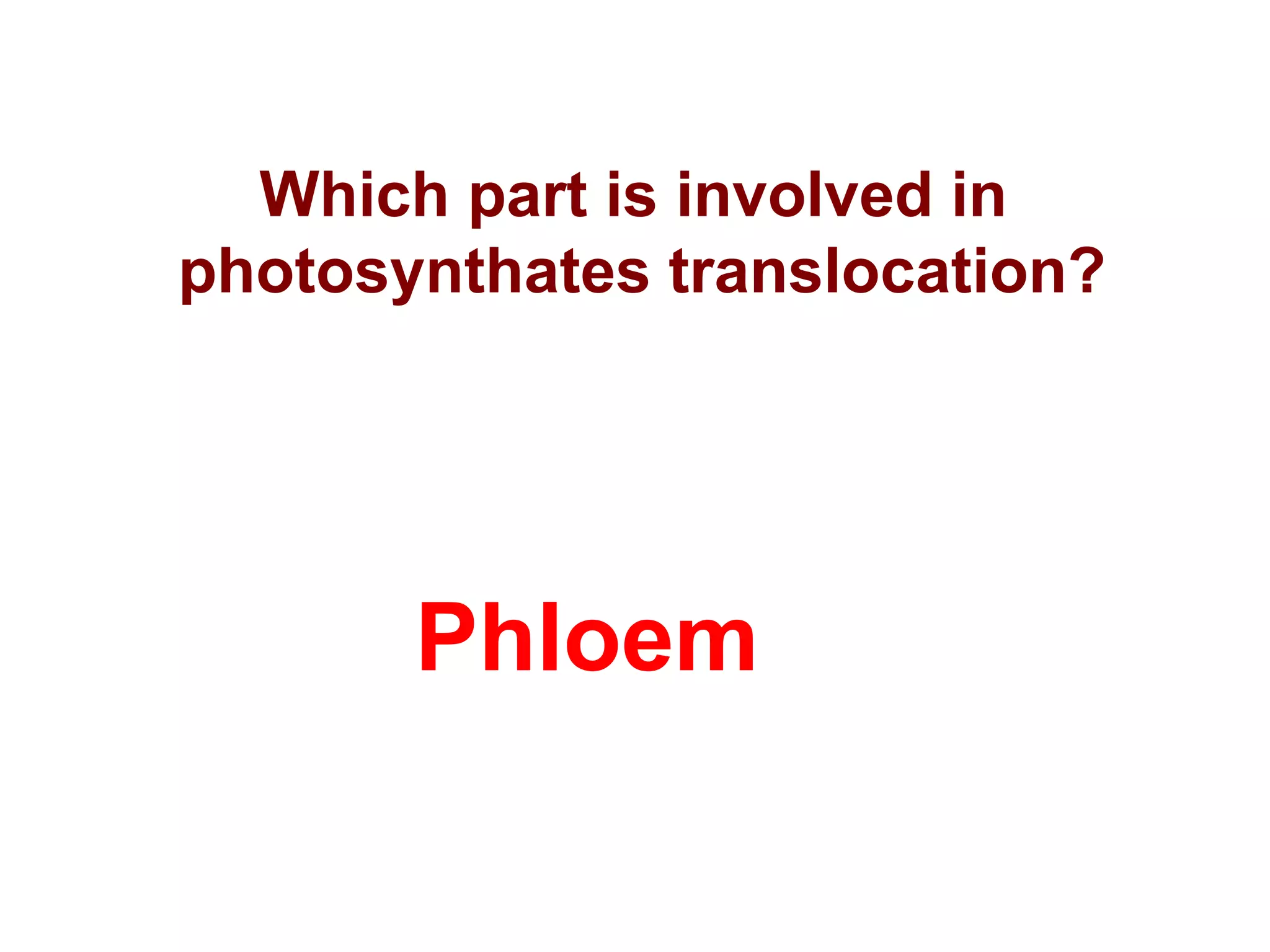 Which part is involved in
photosynthates translocation?
Phloem
 