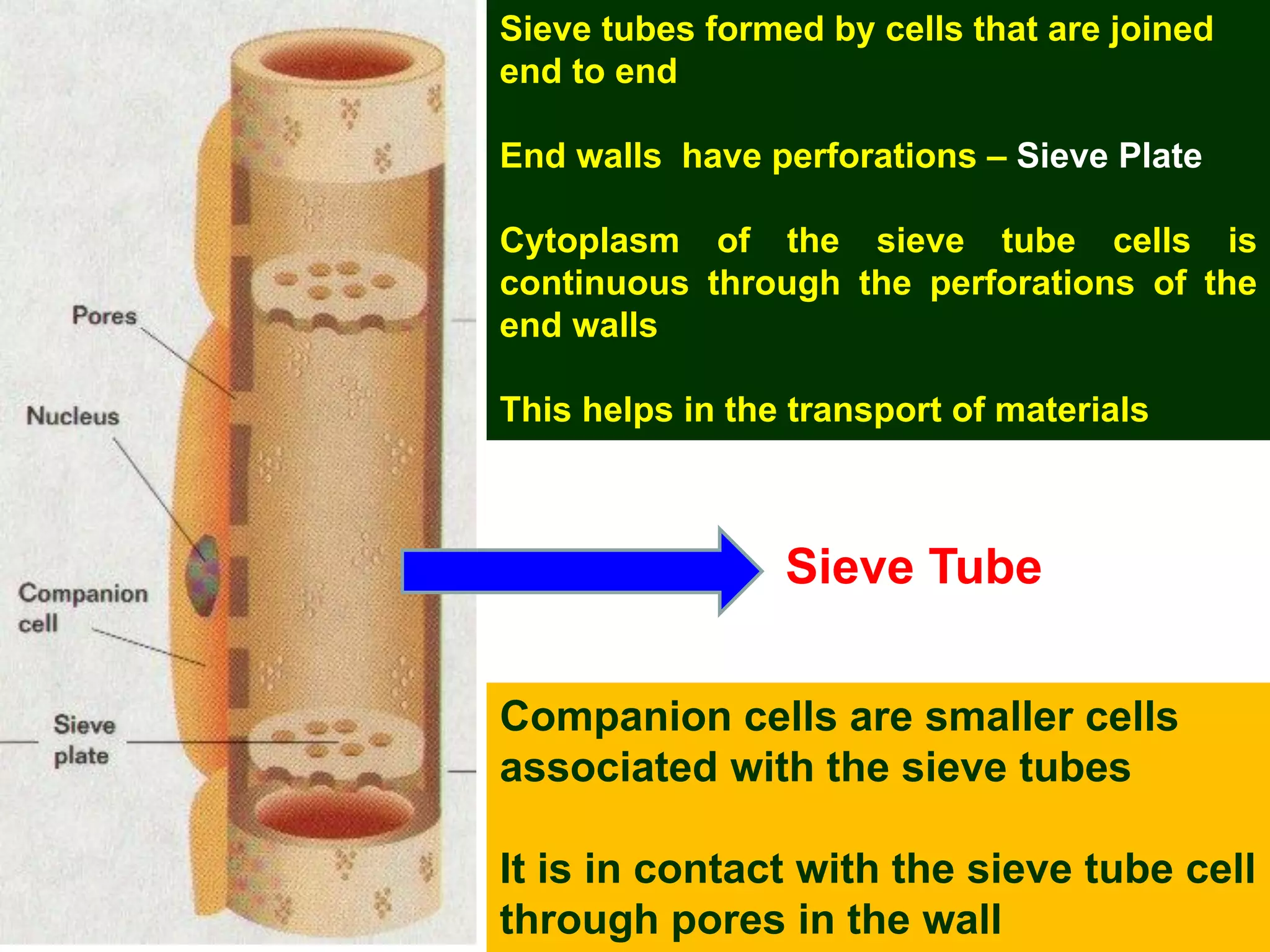 Sieve tubes formed by cells that are joined
end to end
End walls have perforations – Sieve Plate
Cytoplasm of the sieve tube cells is
continuous through the perforations of the
end walls
This helps in the transport of materials
Companion cells are smaller cells
associated with the sieve tubes
It is in contact with the sieve tube cell
through pores in the wall
Sieve Tube
 