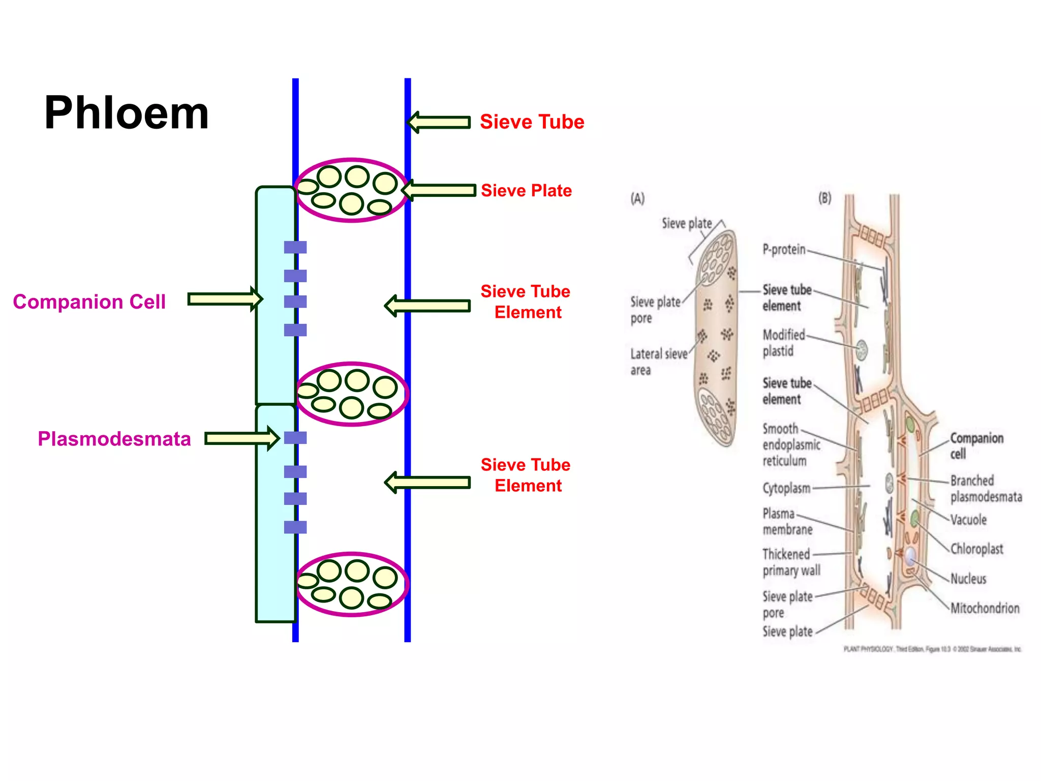Sieve Tube
Sieve Tube
Element
Sieve Tube
Element
Sieve Plate
Companion Cell
Phloem
Plasmodesmata
 
