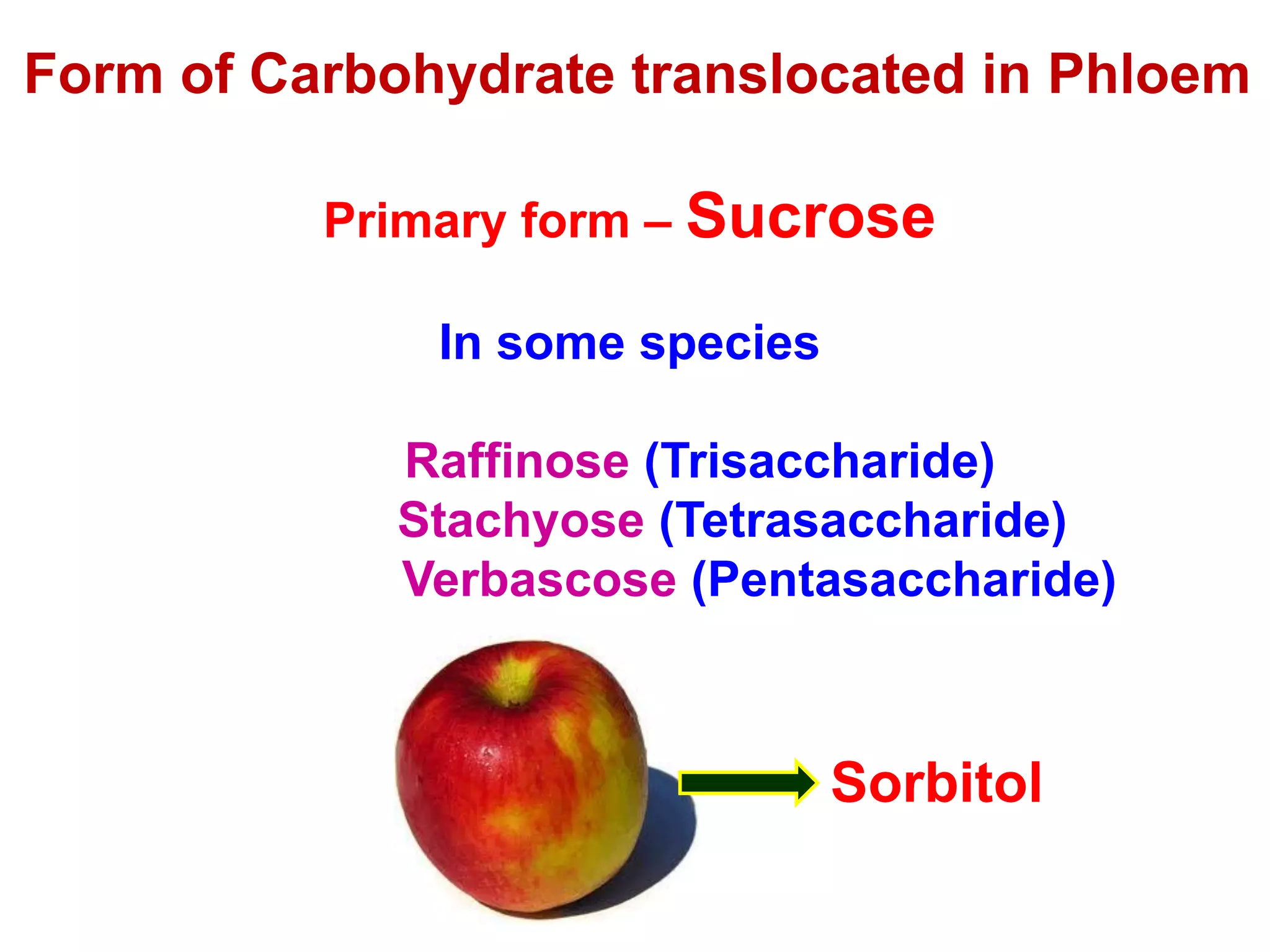 Form of Carbohydrate translocated in Phloem
Primary form – Sucrose
In some species
Raffinose (Trisaccharide)
Stachyose (Tetrasaccharide)
Verbascose (Pentasaccharide)
Sorbitol
 