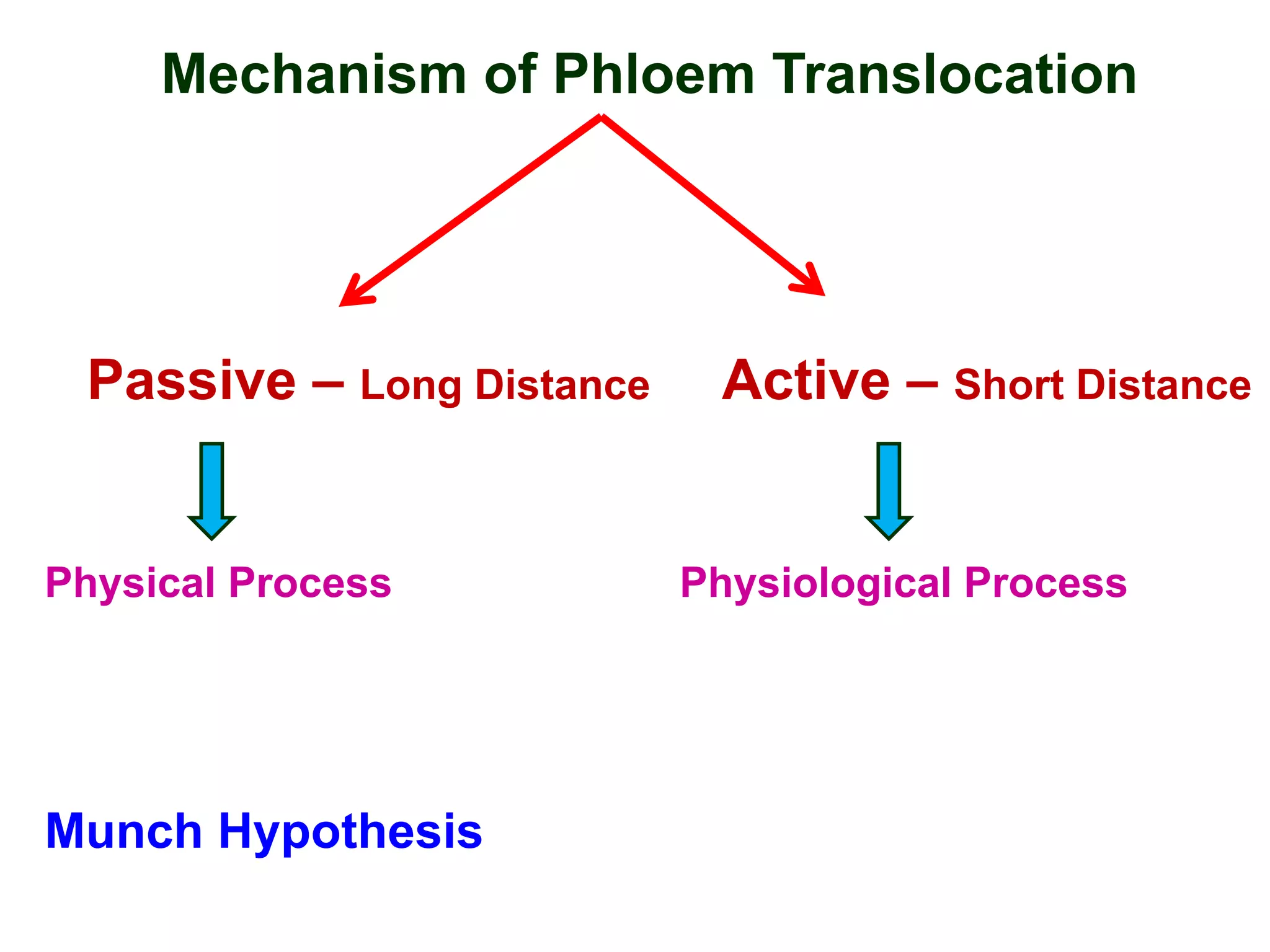 Mechanism of Phloem Translocation
Passive – Long Distance Active – Short Distance
Physical Process Physiological Process
Munch Hypothesis
 