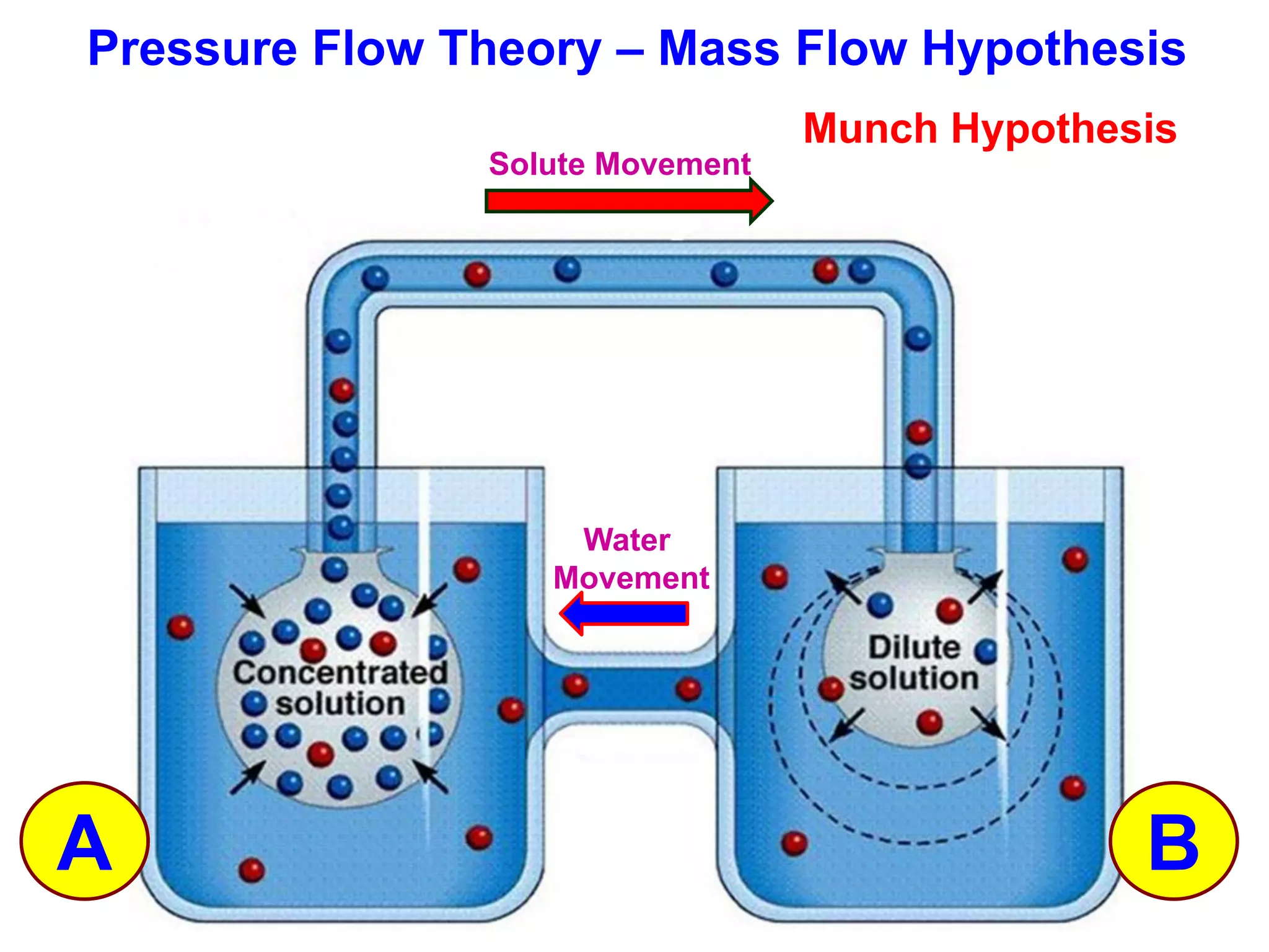 Solute Movement
Water
Movement
A B
Pressure Flow Theory – Mass Flow Hypothesis
Munch Hypothesis
 