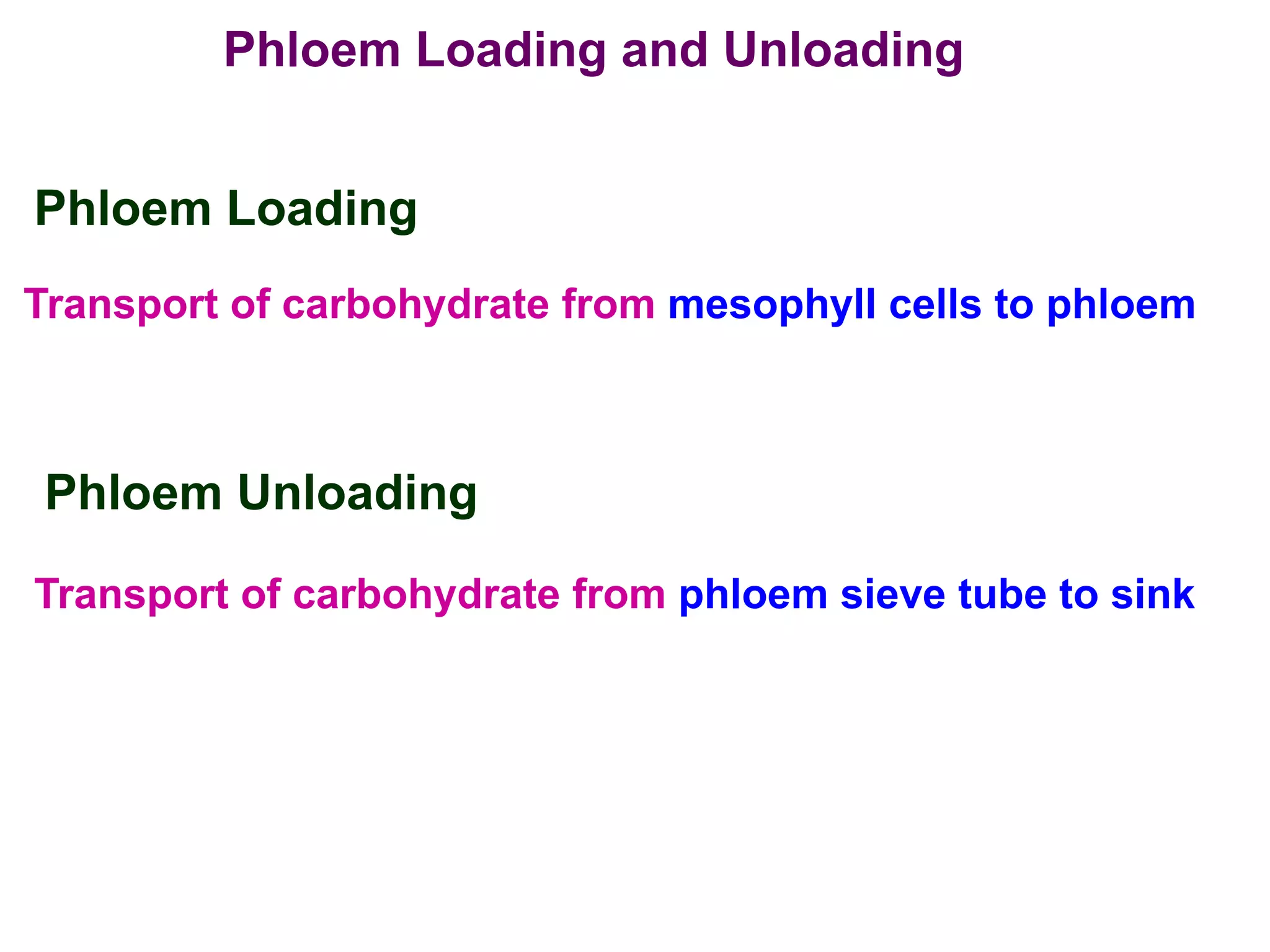 Phloem Loading and Unloading
Phloem Loading
Transport of carbohydrate from mesophyll cells to phloem
Phloem Unloading
Transport of carbohydrate from phloem sieve tube to sink
 