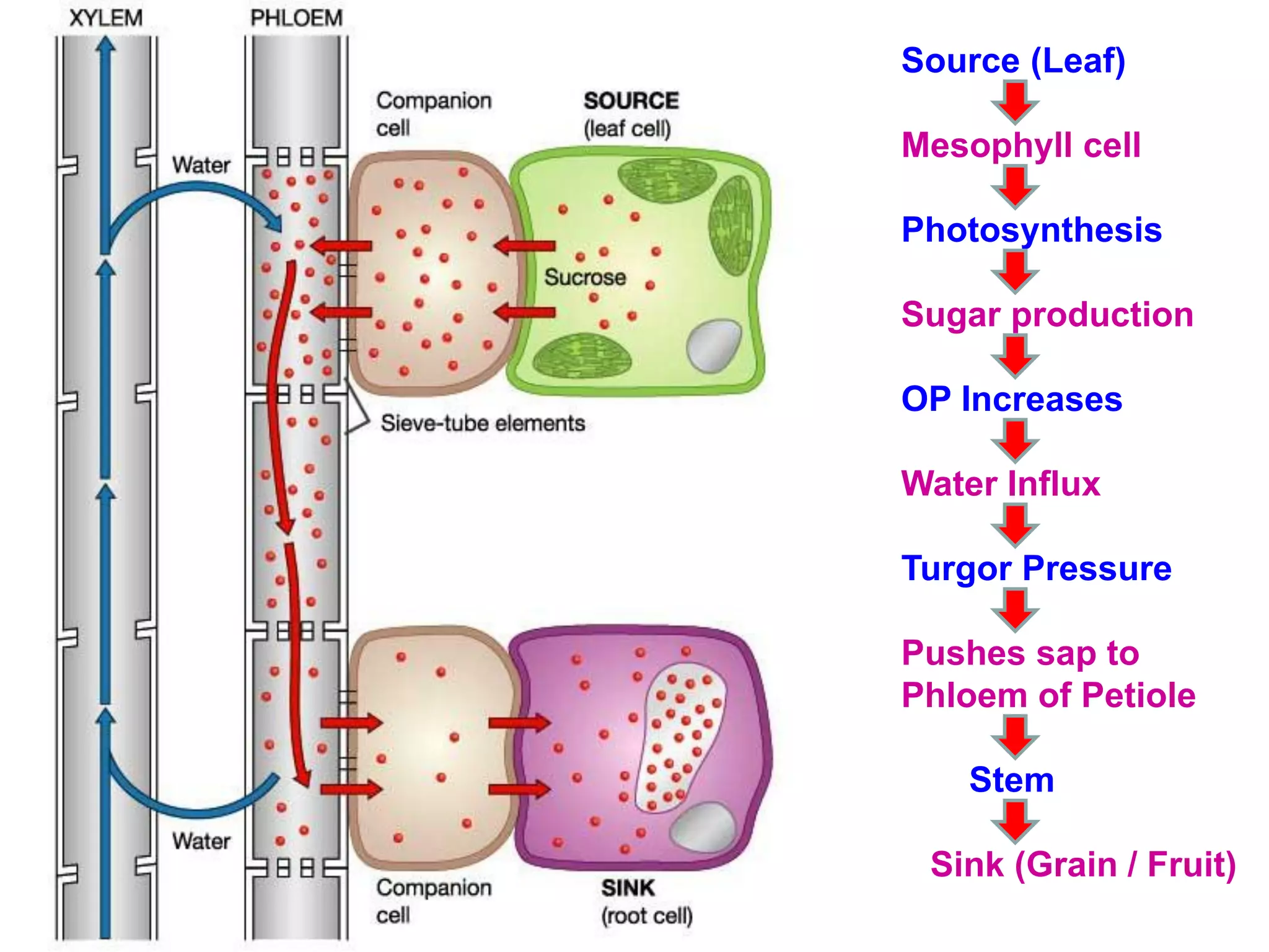 Source (Leaf)
Mesophyll cell
Photosynthesis
Sugar production
OP Increases
Water Influx
Turgor Pressure
Pushes sap to
Phloem of Petiole
Stem
Sink (Grain / Fruit)
 