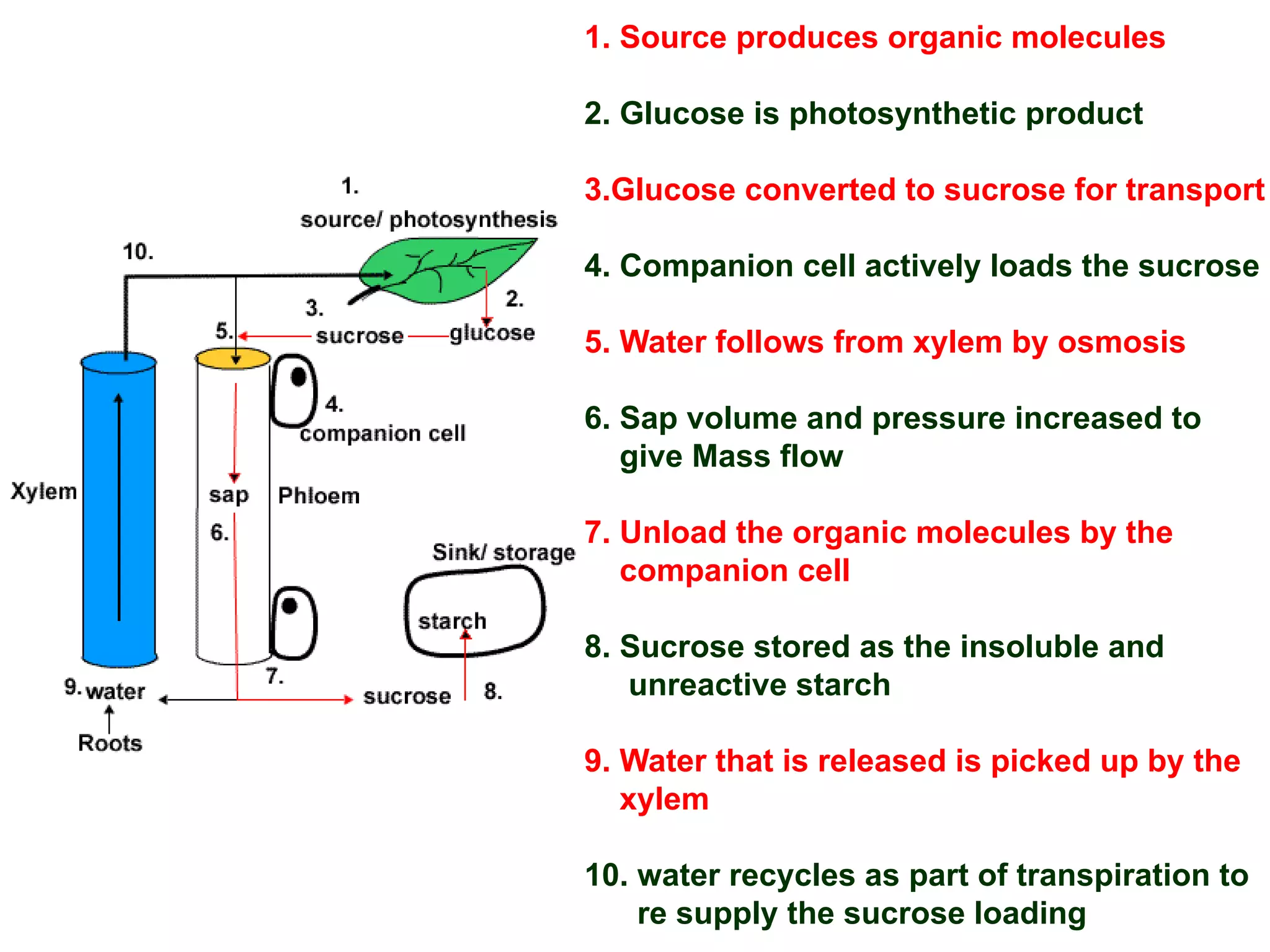 1. Source produces organic molecules
2. Glucose is photosynthetic product
3.Glucose converted to sucrose for transport
4. Companion cell actively loads the sucrose
5. Water follows from xylem by osmosis
6. Sap volume and pressure increased to
give Mass flow
7. Unload the organic molecules by the
companion cell
8. Sucrose stored as the insoluble and
unreactive starch
9. Water that is released is picked up by the
xylem
10. water recycles as part of transpiration to
re supply the sucrose loading
 