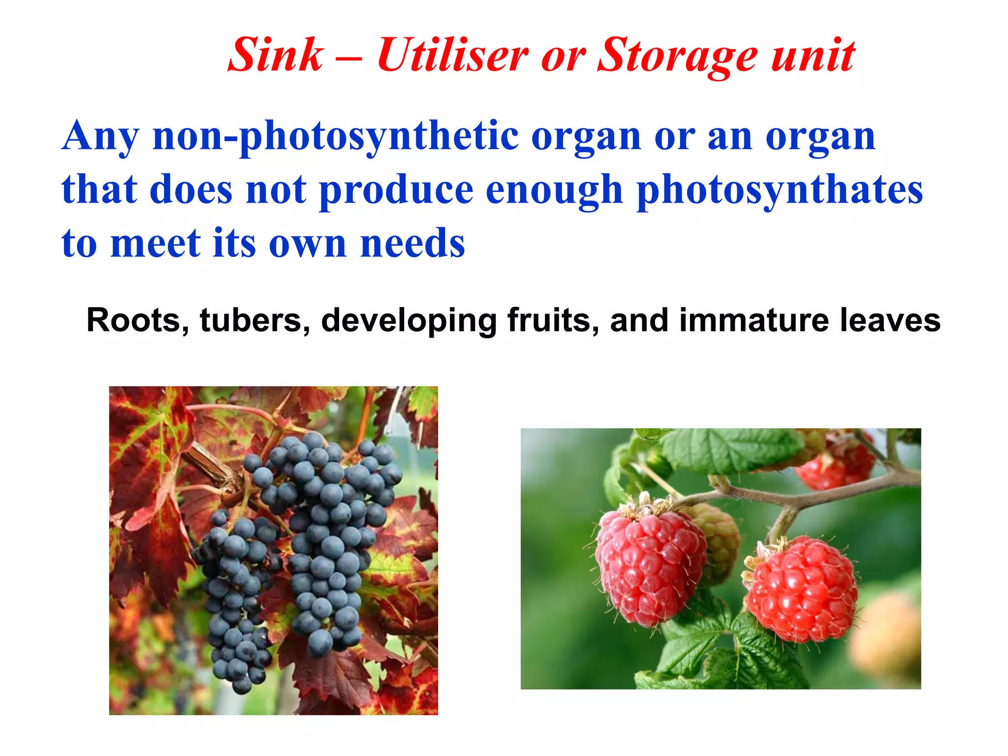 Any non-photosynthetic organ or an organ
that does not produce enough photosynthates
to meet its own needs
Sink – Utiliser or Storage unit
Roots, tubers, developing fruits, and immature leaves
 